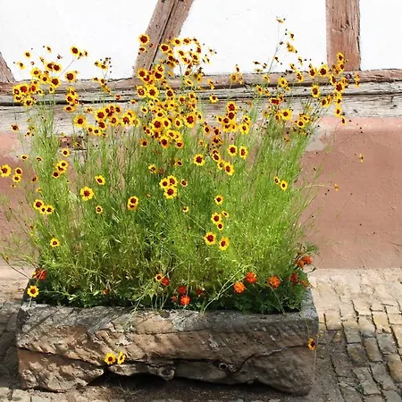 Alojamento de Acomodação e Pequeno-almoço La Aux Hirondelles 3*