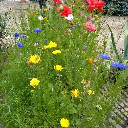 La Aux Hirondelles Alojamento de Acomodação e Pequeno-almoço 3*