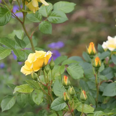 La Aux Hirondelles 3* Ittenheim