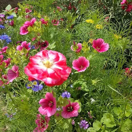 La Aux Hirondelles 3* Ittenheim