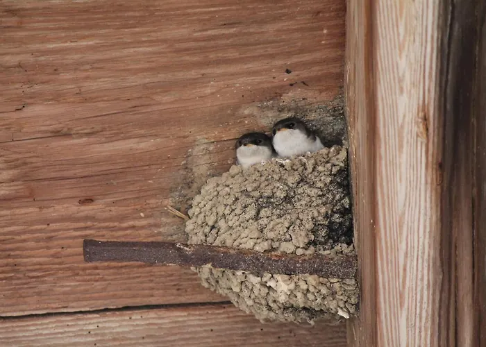 La Aux Hirondelles 3*