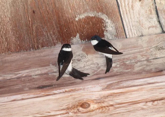 ベッド・アンド・ブレックファスト La Aux Hirondelles Ittenheim