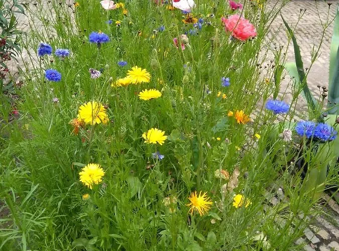 La Aux Hirondelles ベッド・アンド・ブレックファスト 3*