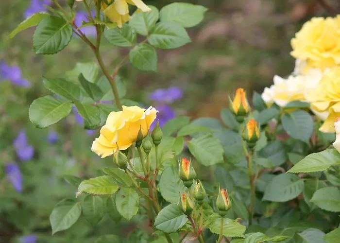 La Aux Hirondelles 3* Ittenheim