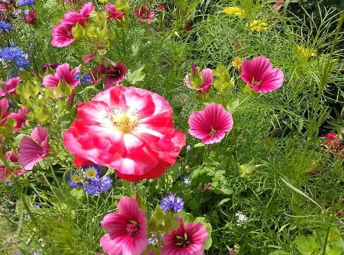 La Aux Hirondelles 3* Ittenheim